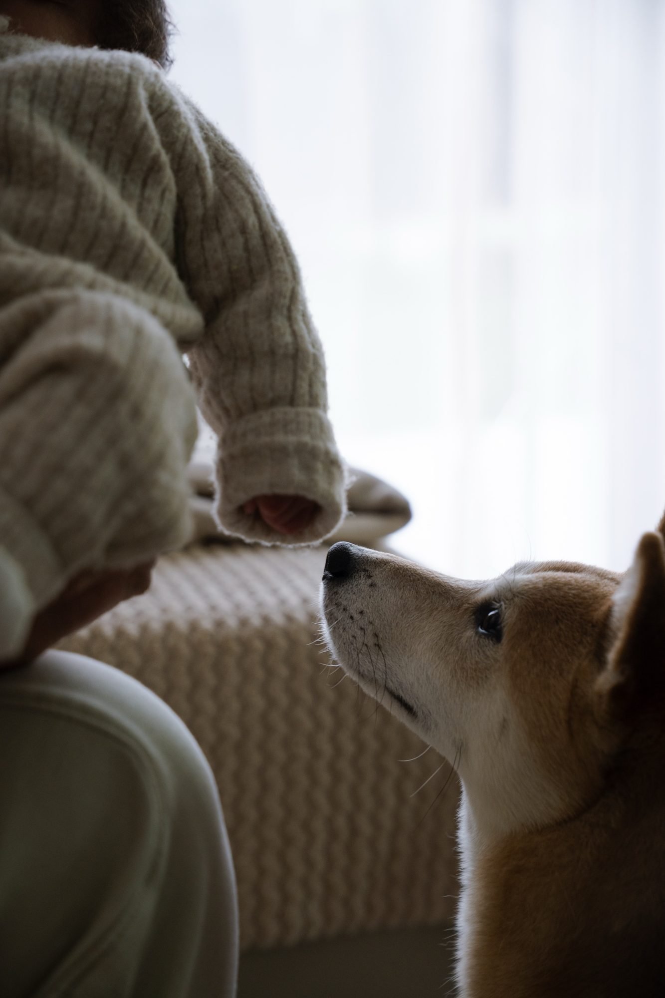 Chien reniflant le visage d'un bébé en pull tricoté